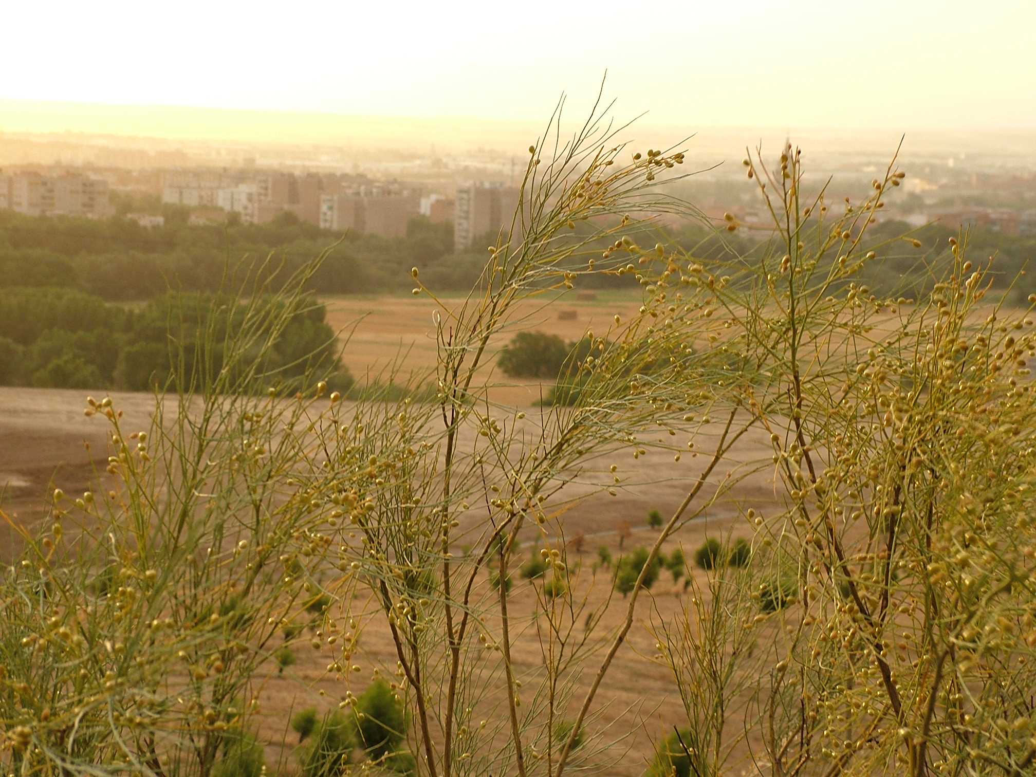 Alcalá de Henares