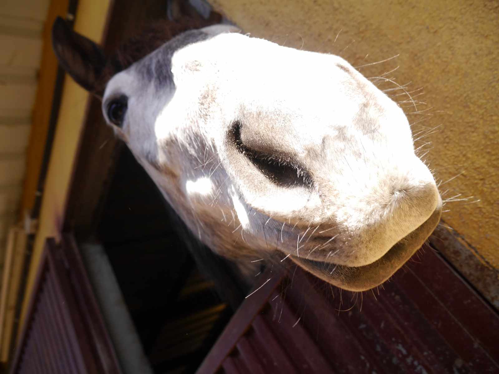 Horse Riding in Ávila