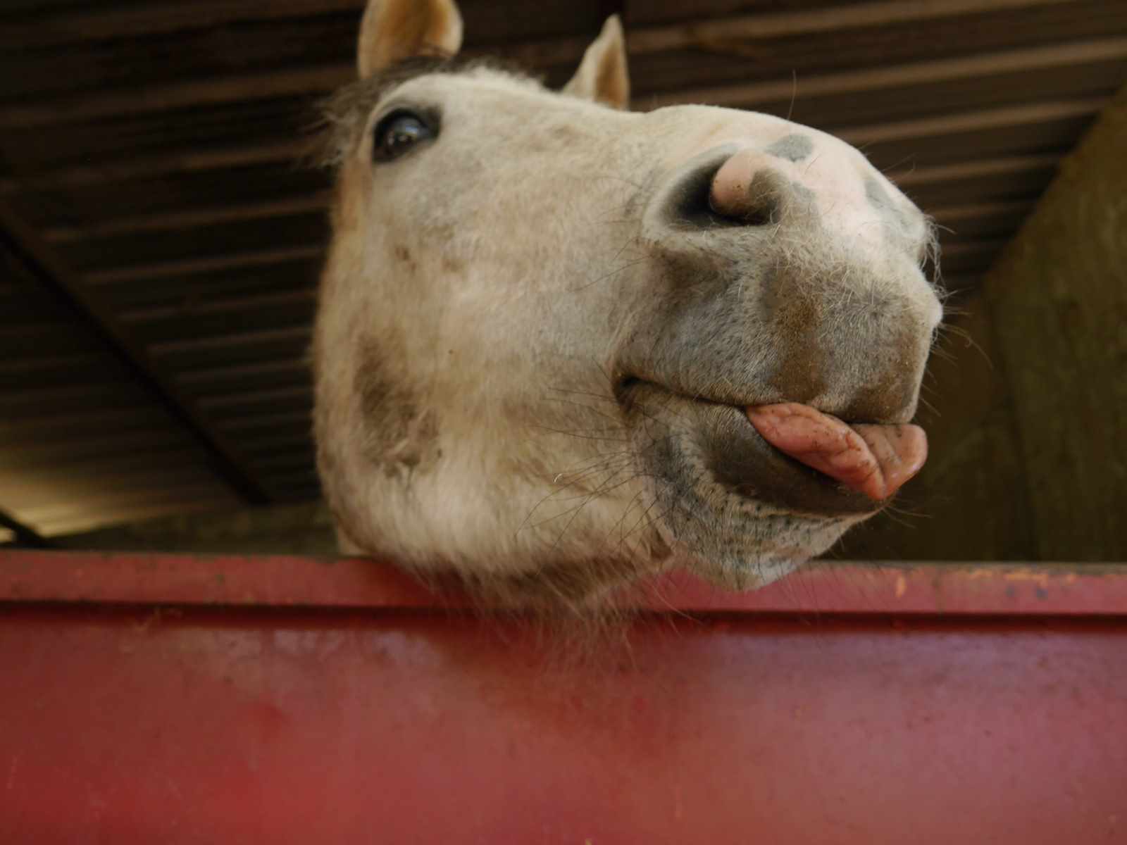 Horse Riding in Ávila