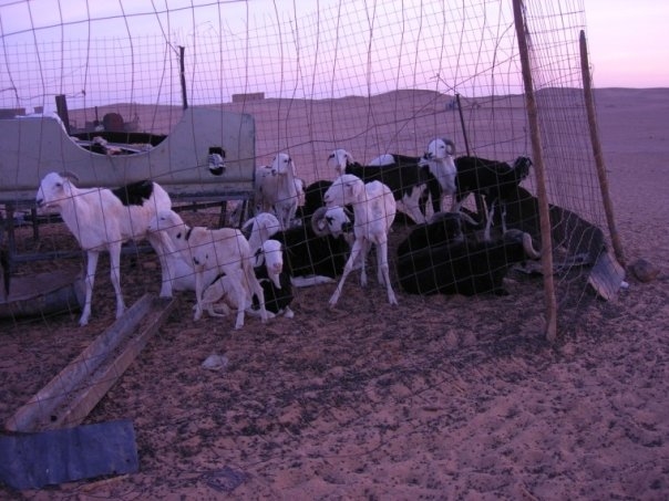 Proyecto ayuda al Sahara